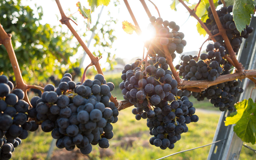 Dark grapes on a vine