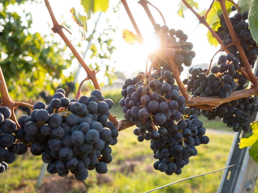 Dark grapes on a vine