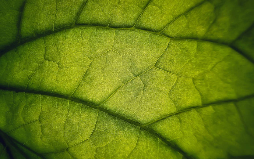 Close up image of a leaf