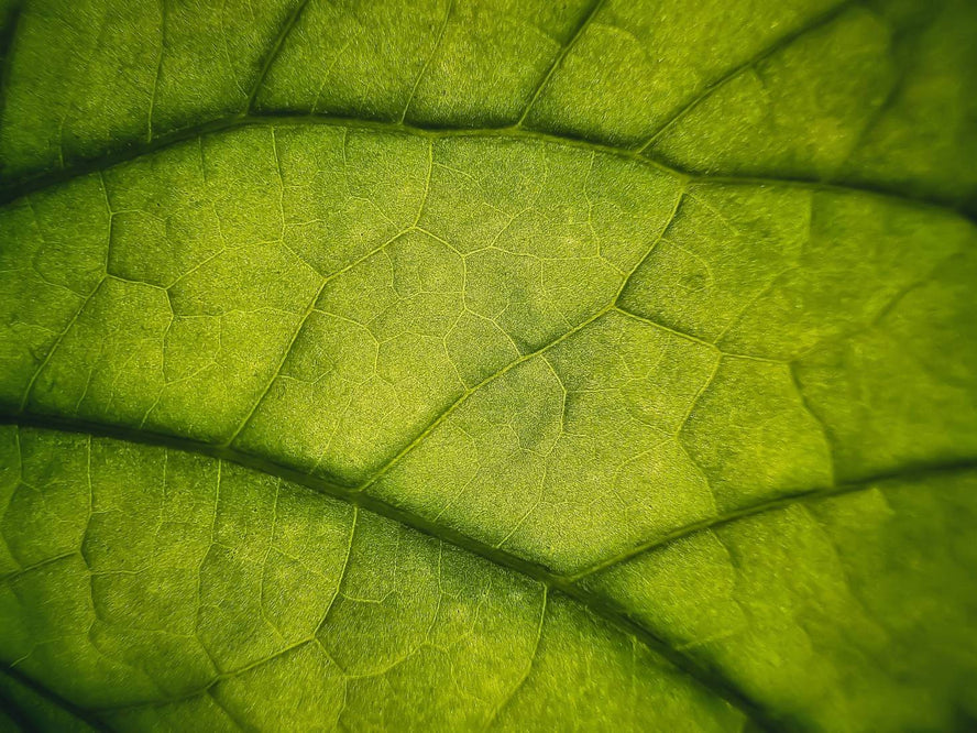 Close up image of a leaf