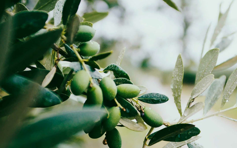 Olives on branch
