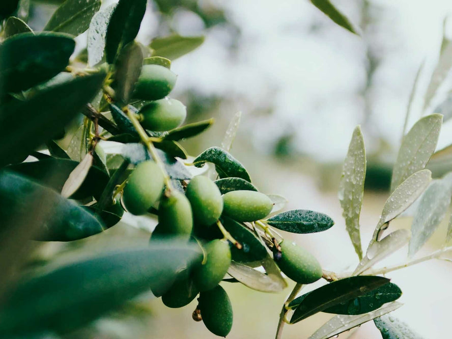 Olives on branch