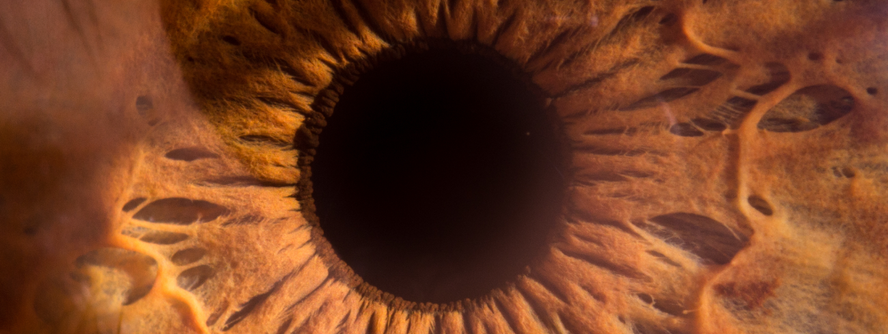 A close up picture of a cell