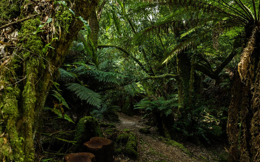 Lush green trees in a dense forest