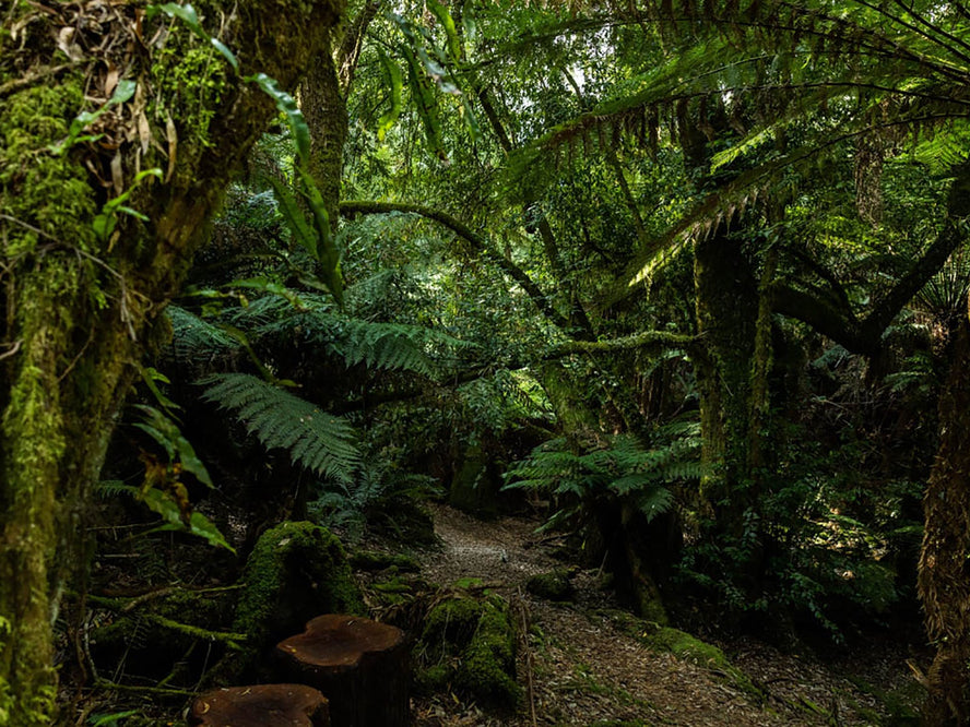 Lush green trees in a dense forest