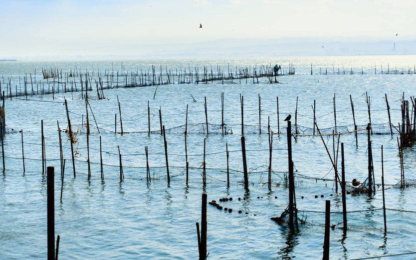 Oyster farm