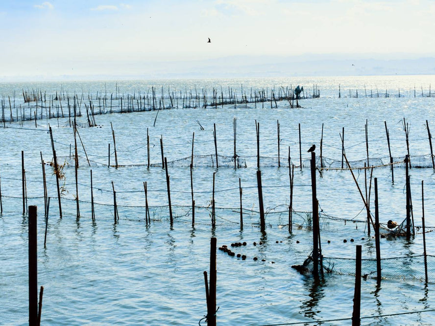 Oyster farm