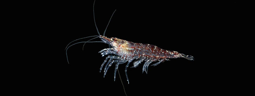 Krill in the ocean at night