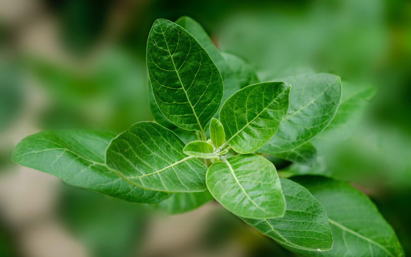 Ashwagandha plant