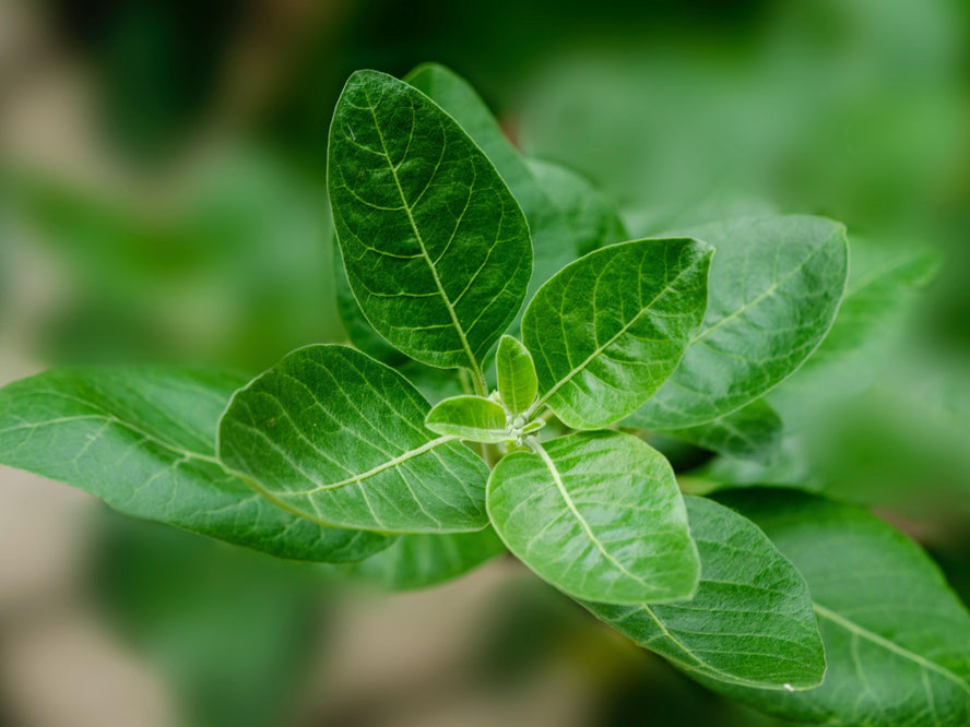Ashwagandha plant