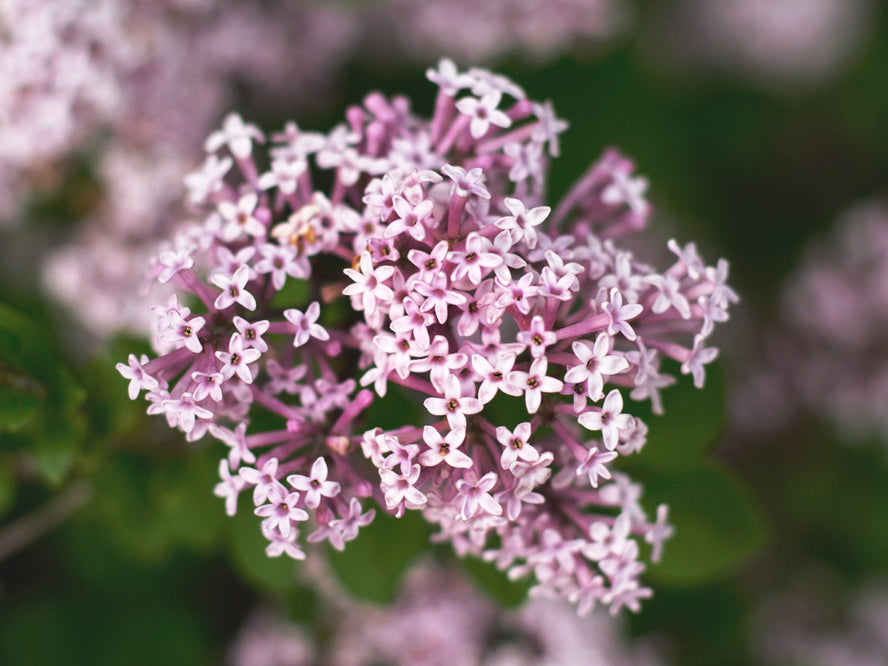 Valerian flowers
