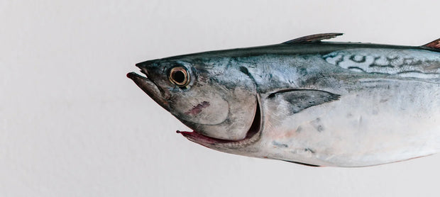 Fish Oil & Omega-3 Supplements