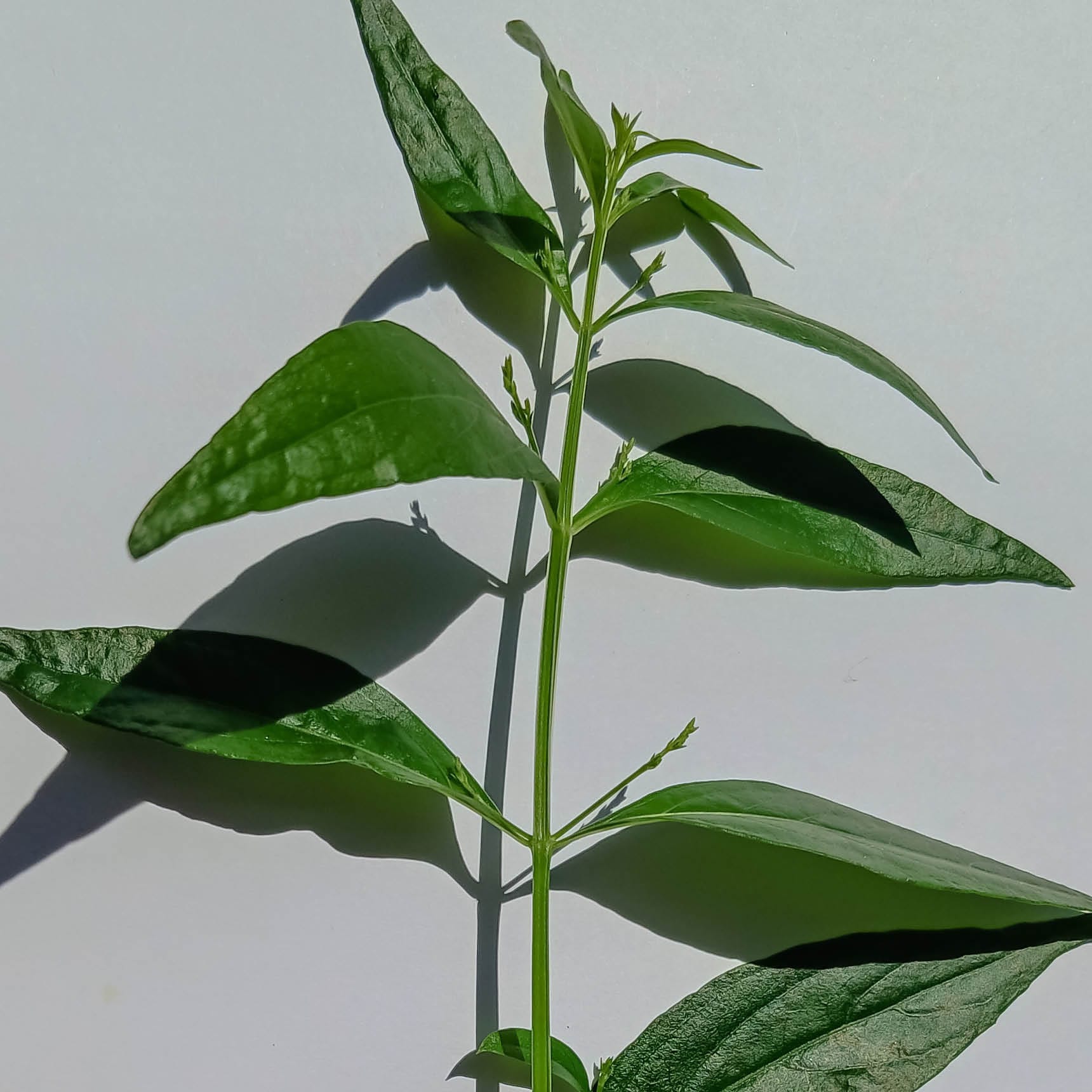 Green leafy plant on a light gray background