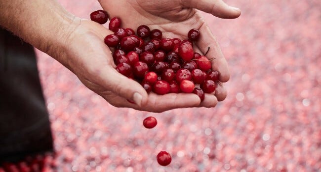 Fresh cranberries in hands