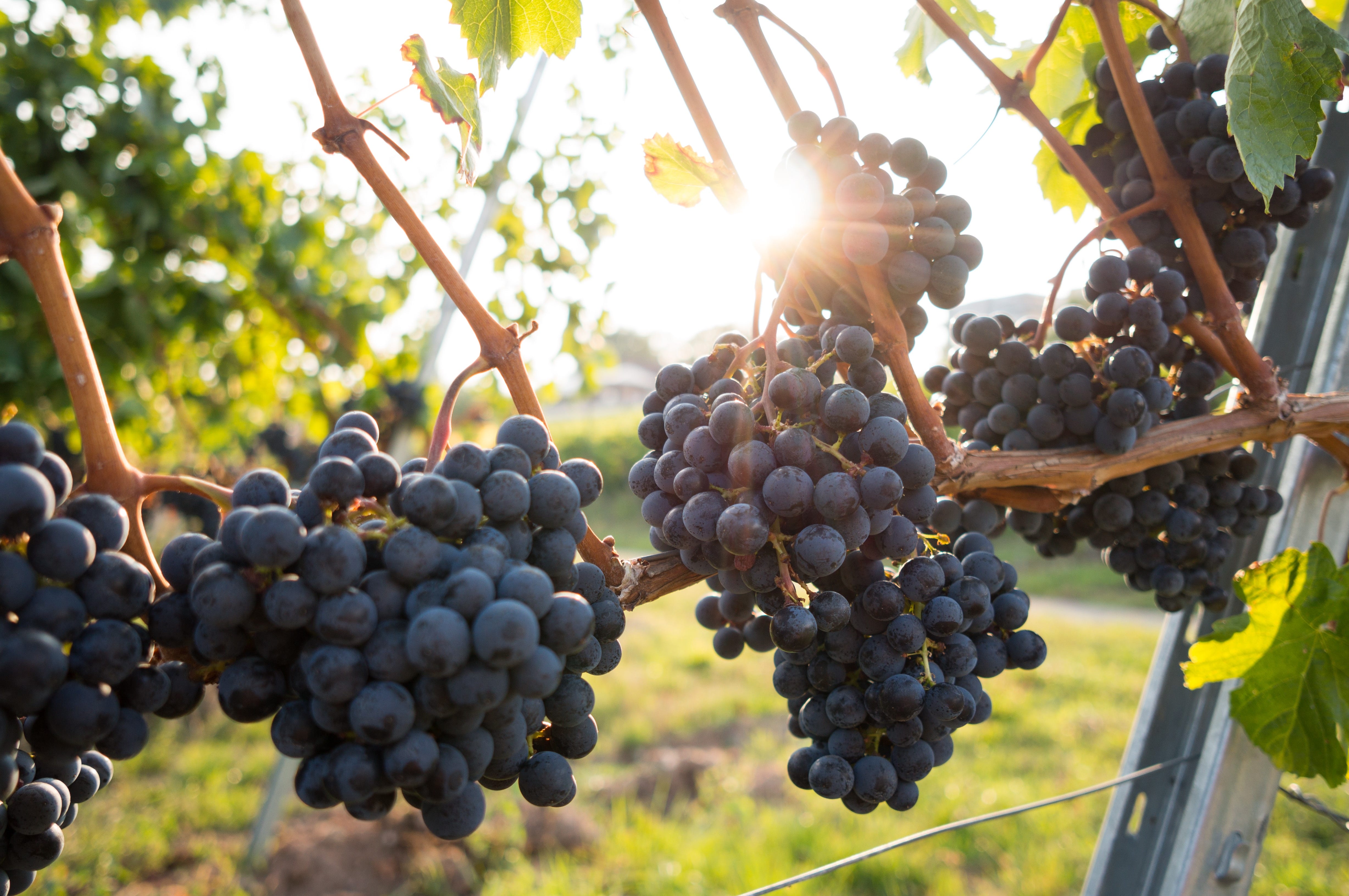 Dark grapes on a vine 