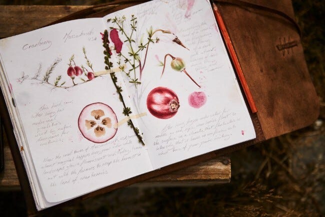 Diary with illustration of cranberry plant