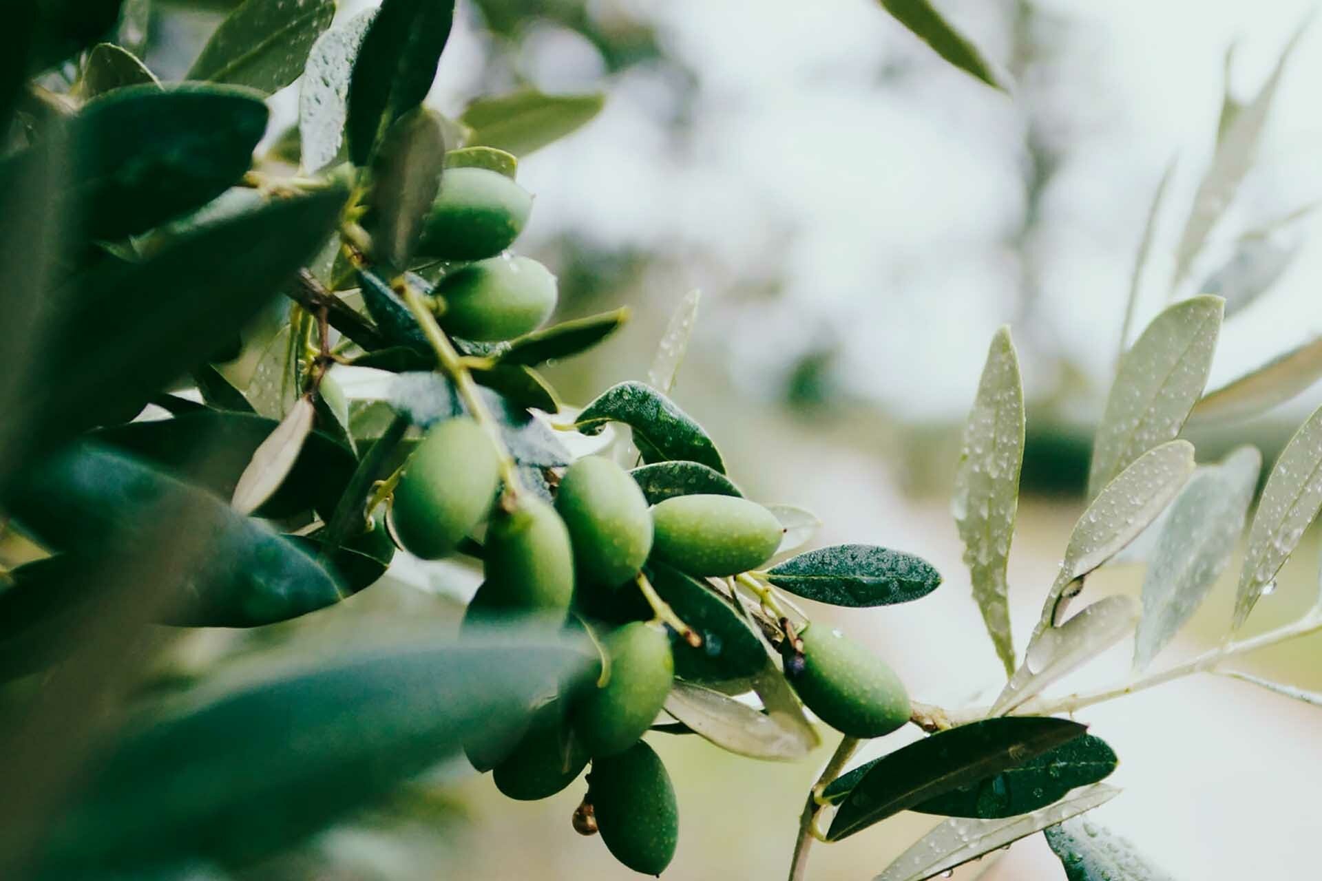 Olives on branch