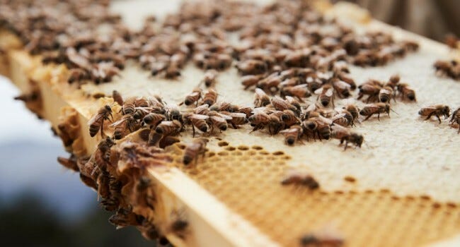 Bees in a beehive on honeycomb