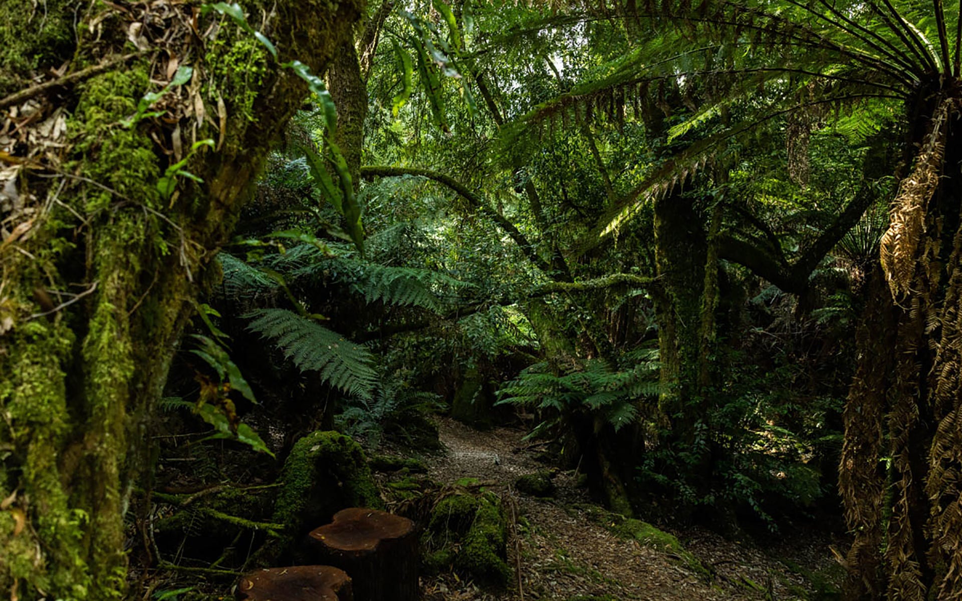 Nature Therapy: How Being In Nature Can Improve Wellbeing