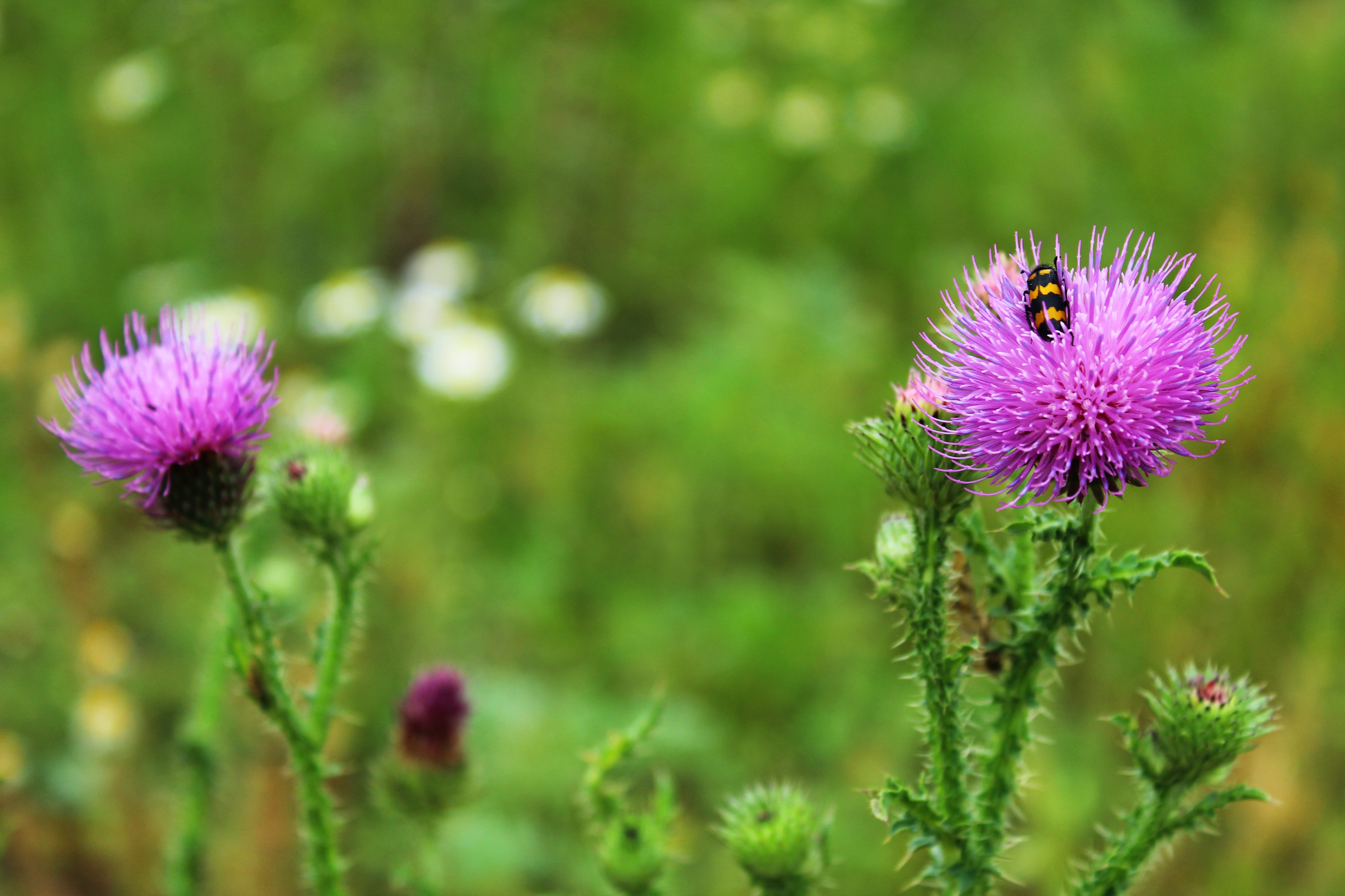 Close up of milk thistle with a bee