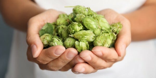 Hands holding fresh hops