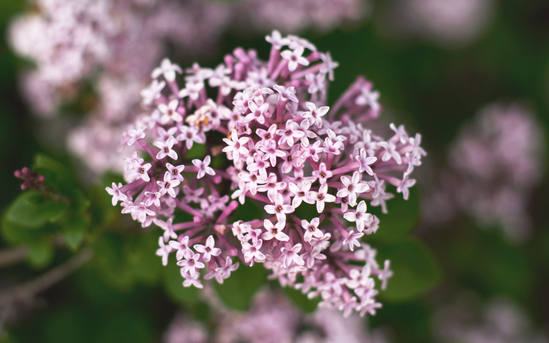 Valerian flowers